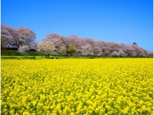 菜の花と桜の競演！幸手権現堂堤＆日本一の花桃名所「古河桃まつり」見学バスツアー【029029‐1042】の画像