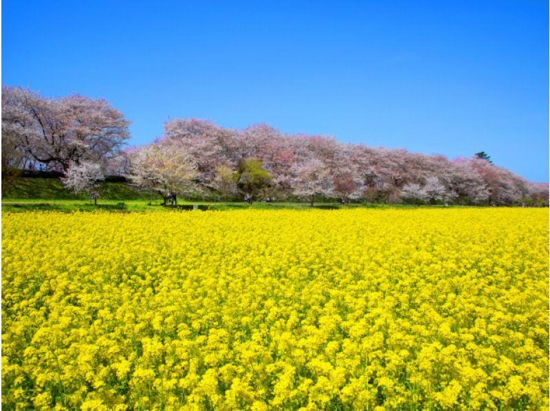 菜の花と桜の競演！幸手権現堂堤＆日本一の花桃名所「古河桃まつり」見学バスツアー【029029‐1042】の紹介画像