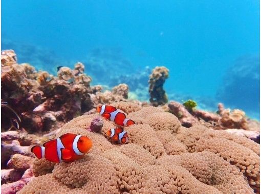 Enjoy a private experience with a small group! Churaumi boat snorkeling tour! (GoPro photo service included)の画像