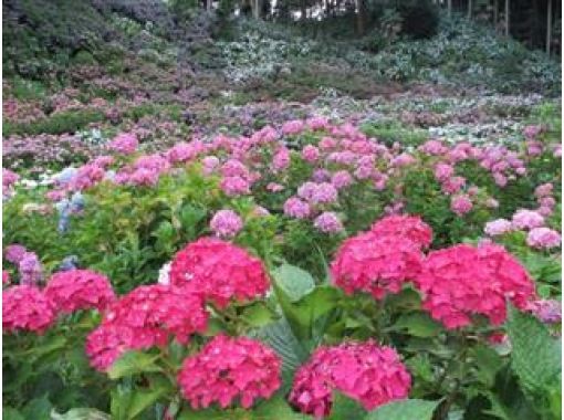 旧スイス大使館「翠州亭」で味わう和ランチ＆山の斜面に咲き乱れる1万株の紫陽花鑑賞バスツアー【029029-1243】の画像