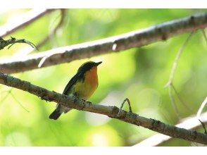 พิคคิโอะ ชิเรโตโกะ