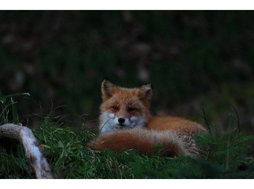 [Hokkaido, Shiretoko] For those who want to meet animals ☆ An exciting experience with a 100% chance of encountering wild animals ☆ Night Safari Tour! Free binoculars and light rentalの画像
