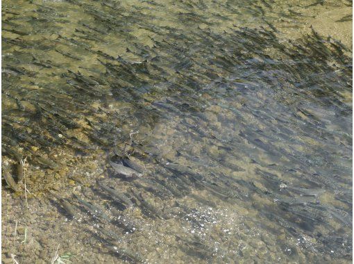 [Shiretoko, Hokkaido] Autumn only ☆ Watch the salmon swim up the river at the risk of their lives ☆ Salmon swim-up watching tour! Binoculars, clothing and boots are free to rent. You can participate empty-handed!の画像