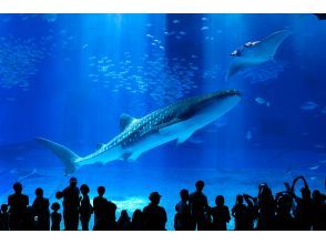 [Great summer campaign] Okinawa Churaumi Aquarium ticket included and Kouri Island and Nago Pineapple Park bus tour (Course A)