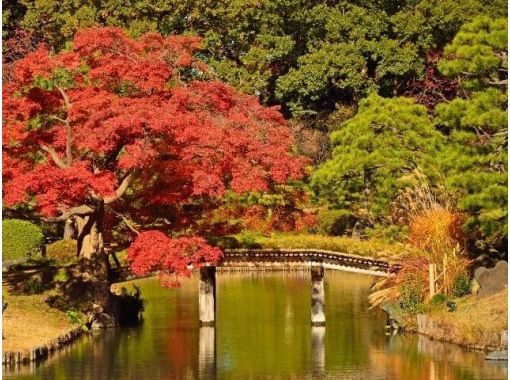 紅葉彩る大名庭園＆黄金のイチョウ並木と池田山公園ライトアップ巡りバスツアー　～ホテルランチビュッフェ付～【029029‐962】の画像