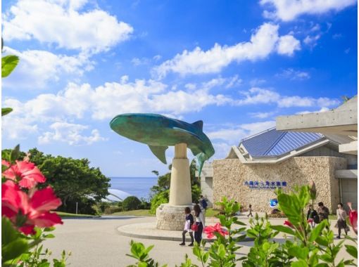 April 1st ~ [Departing from Naha/Chatan, Okinawa] Glass boat and Bise Fukugi tree lined road, Churaumi Aquarium, American Village (Course B)の画像