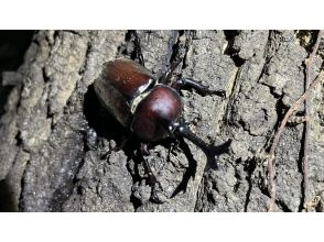 子ども昆虫観察会