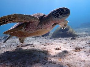 [冲绳/宫古岛]相遇率持续100%！在世界上最透明的大海中与海龟一起浮潜 <免费照片数据> 欢迎初学者和儿童！可即时预订！