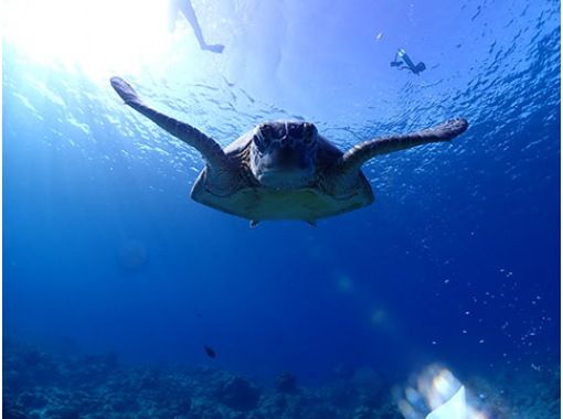 【沖縄・石垣島】アオウミガメと一緒にシュノーケリングコースの画像