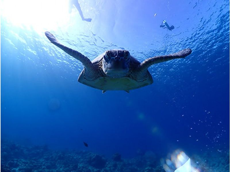 【沖縄・石垣島】アオウミガメと一緒にシュノーケリングコースの紹介画像