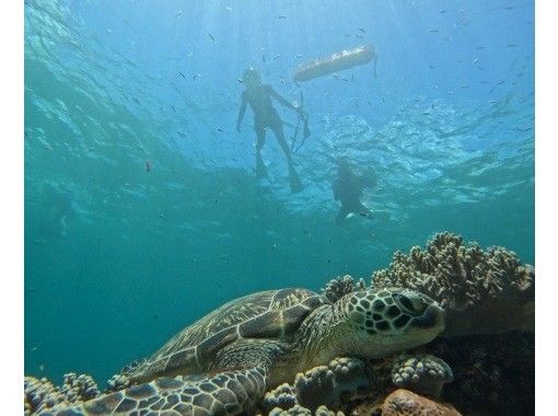 SALE! [Small group size, full of privacy] "Phantom Island" landing & sea turtle exploration snorkeling tour English available (photo and video service included)の画像