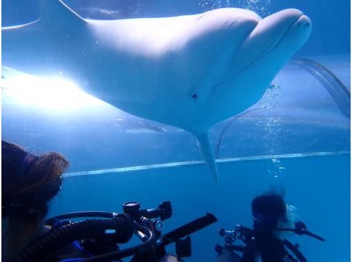 [From Osaka, Kushimoto] Enjoy a relaxing time diving with dolphins! One-day fun diving tour ★ License required! Join with friendsの画像