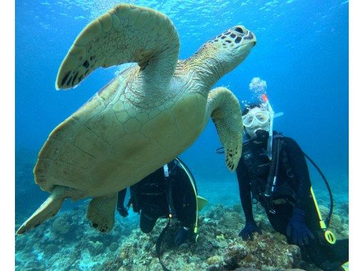 SALE! [Limited to 2 people! 3.5 hour course] Landing on the "Phantom Island" and trial diving Convenient departure and arrival from Ishigaki Port English available (GoPro photo service included)の画像