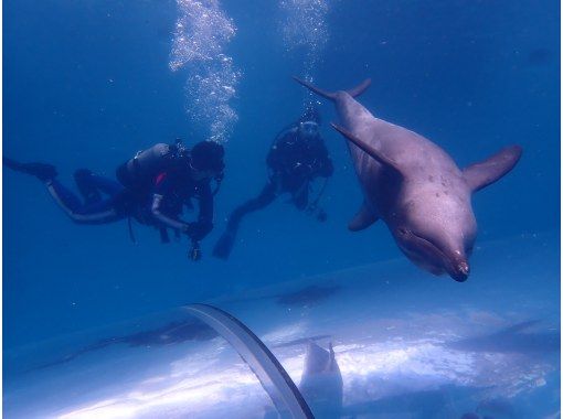 [From Osaka, Kushimoto] Enjoy a relaxing time diving with dolphins! One-day fun diving tour ★ License required! Couples and married couples can participateの画像