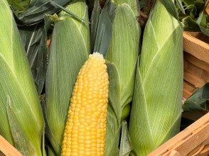 [Chiba, Sotobo] Souvenir included! Corn harvesting experience with a master & lunch plan at a traditional Japanese cafe ♪ ~Organically grown corn souvenir included~