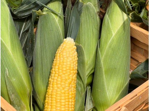 [Chiba, Sotobo] Souvenir included! Corn harvesting experience with a master & lunch plan at a traditional Japanese cafe ♪ ~Organically grown corn souvenir included~の画像