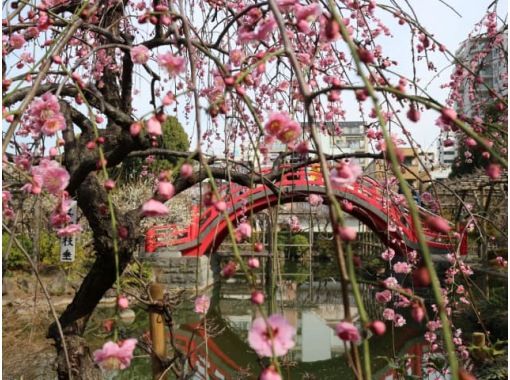 梅の花咲く江戸三大天神（湯島天神・亀戸天神社・谷保天満宮）めぐりバスツアー～ホテルコンチネンタル府中でお食事付き【029029-1087の画像