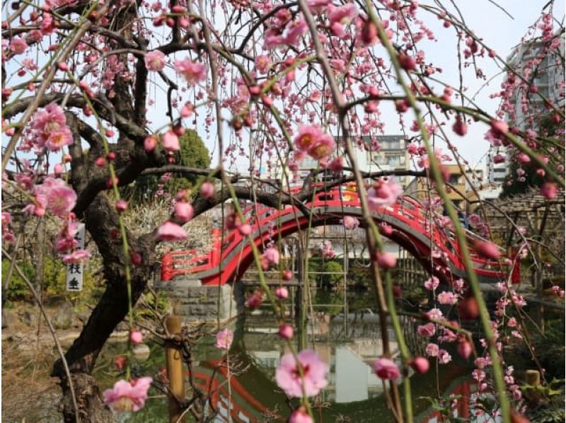 梅の花咲く江戸三大天神（湯島天神・亀戸天神社・谷保天満宮）めぐりバスツアー～ホテルコンチネンタル府中でお食事付き【029029-1087の紹介画像