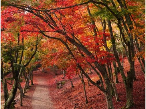 ＪＲ特急踊り子利用で行く紅葉の修善寺もみじ林と伊豆の小京都・竹林の小径バスツアー　～韮山代官屋敷であったか湯豆腐御膳【029029－894】の画像