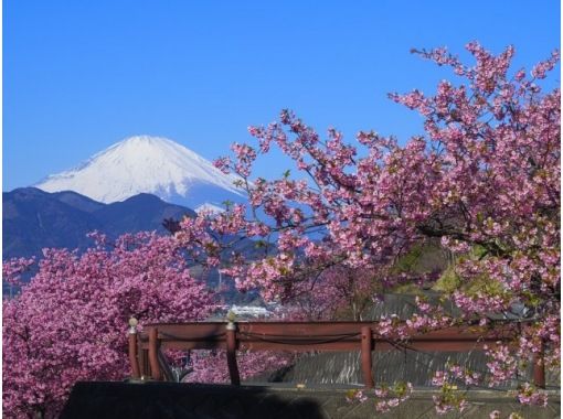 まつだ桜まつりと瀬戸屋敷のひなまつり観賞バスツアー～天狗伝説の大雄山最乗寺で本格精進料理の昼食付～【029029－1011】の画像