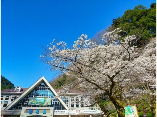 春爛漫の昭和記念公園と桜の高尾山を楽しむバスツアー～老舗料亭「なか安」でのご昼食付～【029029－1062】の画像