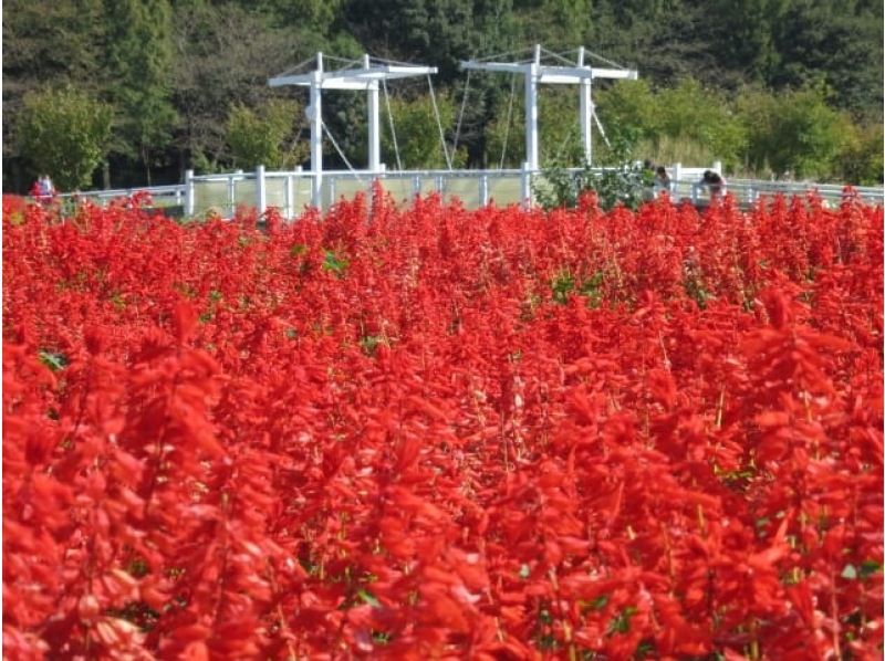 【北海道・SUP体験】透明度の高い支笏湖の湖面をクルージング!SUP体験(半日コース)の画像