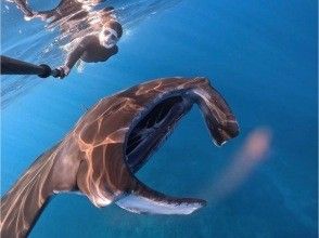 [โอกินาว่า/อิชิกากิ] ออกเดินทางโดยเรือจากเกาะอิชิงากิ! ทัวร์ดำน้ำตื้น Manta ray 1 วัน! (รวมอาหารกลางวันและรถรับส่ง)