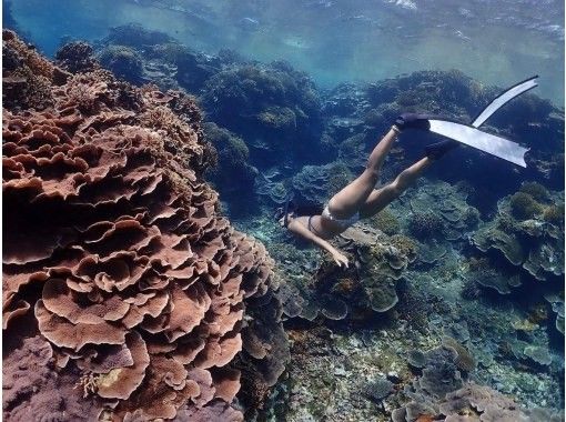 [Okinawa, Ishigaki] <Plan for one person only> Skin diving (free diving) 1-day course! Recommended for those who are not satisfied with snorkeling! (Lunch & transportation included)の画像