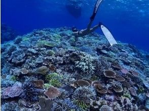 [沖繩/石垣島]輕裝潛水之旅！推薦給那些不習慣浮潛的人、女性和情侶！ （含午餐及交通）