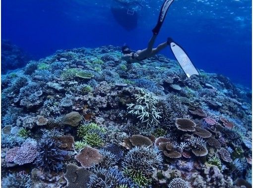 [Okinawa, Ishigaki] Skin diving tour! Recommended for those who are not satisfied with snorkeling, women, and couples! (Lunch & transportation included)の画像