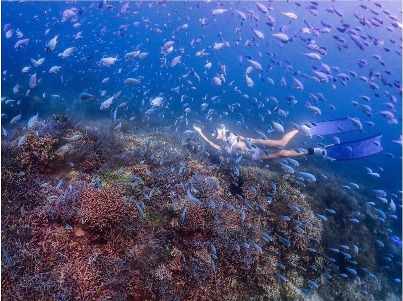 [Okinawa, Ishigaki] <Great value for 4 or more people> Half-day skin diving tour! Recommended for those who are not satisfied with snorkeling, women, and couples ♪ の紹介画像