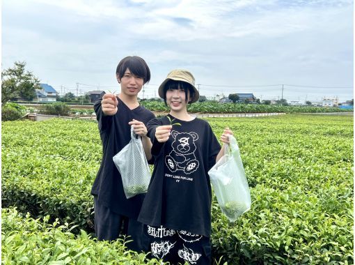 [Saitama, Koedo Kawagoe] Limited to 3 days only on July 3rd, 4th, and 5th! Experience picking tea leaves at Onobunseicha♪ After the experience, we will teach you how to make delicious tea♪の画像