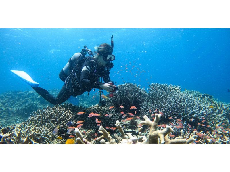 【沖縄・石垣島北部】体験ダイビング・2DIVE！プライベートな雰囲気で、たっぷり海中を楽しみましょう！の紹介画像