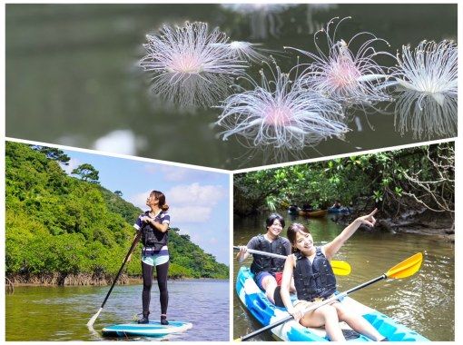 [Iriomote Island/Early Morning] Value Pack for Early Morning Enjoyment! Mangrove SUP or Canoe & Barringtonia Viewing Tour ★Free Photo Data/Equipment Rental★の画像