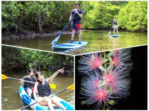 [Iriomote Island/Evening] Value pack for enjoying the afternoon! Mangrove SUP or canoeing & hanging flower viewing tour ★Free photo data/equipment rental★の画像