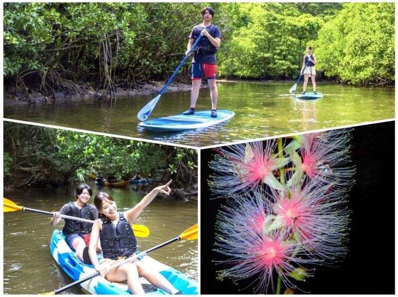 [Iriomote Island/Evening] Value pack for enjoying the afternoon! Mangrove SUP or canoe & hanging flower viewing tour ★ Free photo data/equipment rental ★ SALE!の紹介画像
