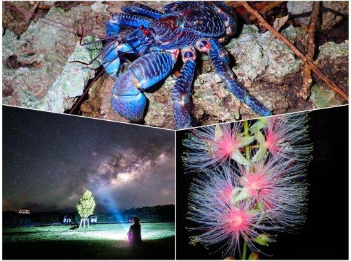 [Iriomote Island/Night] Limited time only! Iriomote Island special night plan! Viewing hanging flowers × Starry sky & jungle night tour ★Free equipment rental★の画像