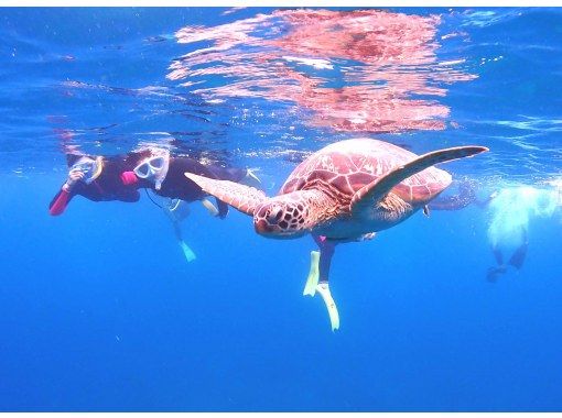 SALE! Group travel support [Ishigaki Island Diving, Phantom Island, Sea Turtles, 1 day] Landing on the Phantom Island & 1 dive experience diving & snorkeling ☆ Free photo data ☆の画像