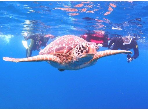 SALE! Group travel support [Ishigaki Island Diving, Sea Turtles, PM Half Day] Sea Turtle Snorkeling & Experience Diving Boat Tour ☆ Free photo data ☆の画像