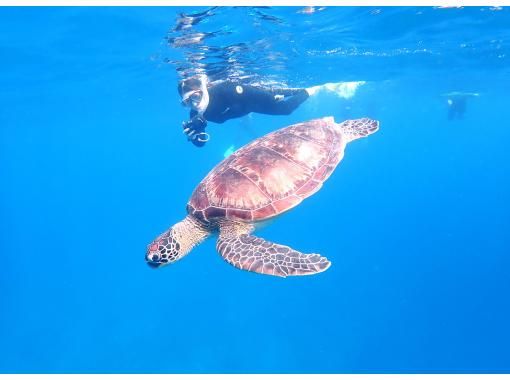 SALE! Support for group trips [Ishigaki Island snorkeling, sea turtles, half-day PM] 90% chance of encountering sea turtles! Sea turtle snorkeling tour ☆ Free photo data ☆の画像