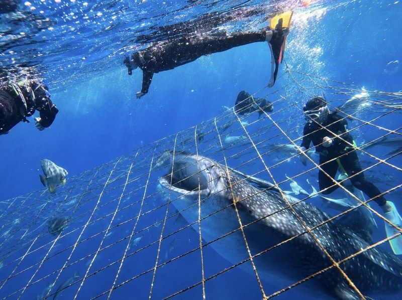 沖縄・ジンベエザメ・シュノーケル】世界最大の魚類ジンベエザメ！感動