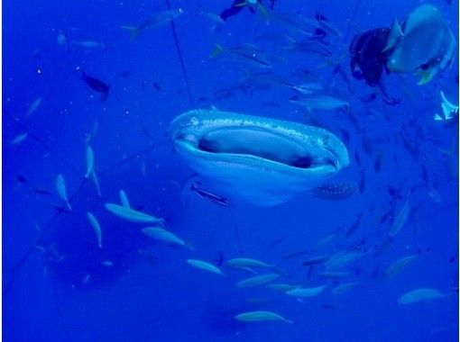 【沖縄・ジンベエザメ・シュノーケル】世界最大の魚類ジンベエザメ！100％の感動と200％の興奮！大人気GoPro写真＆動画無料！の画像