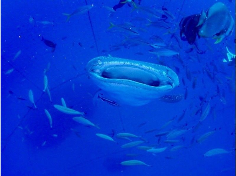 【沖縄・ジンベエザメ・シュノーケル】世界最大の魚類ジンベエザメ！100％の感動と200％の興奮！大人気GoPro写真＆動画無料！の紹介画像