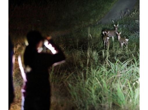 【北海道・富良野】富良野夜の自然ツアーの画像
