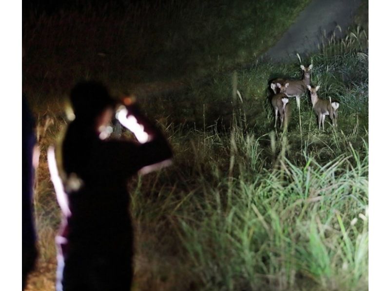 [Hokkaido, Furano] Furano Night Nature Tourの紹介画像