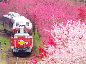 わたらせ渓谷鐡道トロッコ列車乗車&赤城南面千本桜&鑁阿寺の桜観賞バスツアー～やまと豚弁当&お茶付き～【029029‐1156】