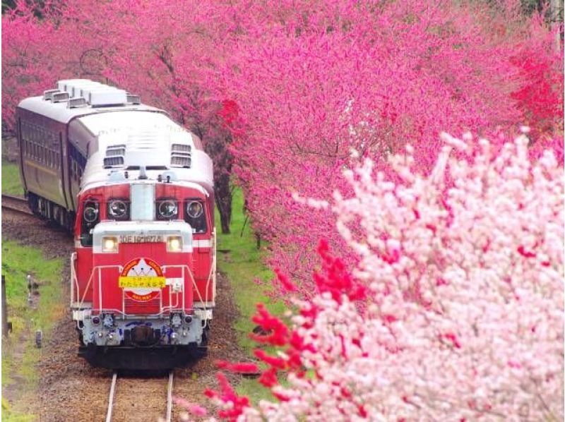 わたらせ渓谷鐡道トロッコ列車乗車&赤城南面千本桜&鑁阿寺の桜観賞バスツアー～やまと豚弁当&お茶付き～【029029‐1156】の紹介画像