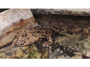 [Kyoto Station] Natural Monuments, Giant Salamander Observation Tour, Search Newts and Swamp Crab