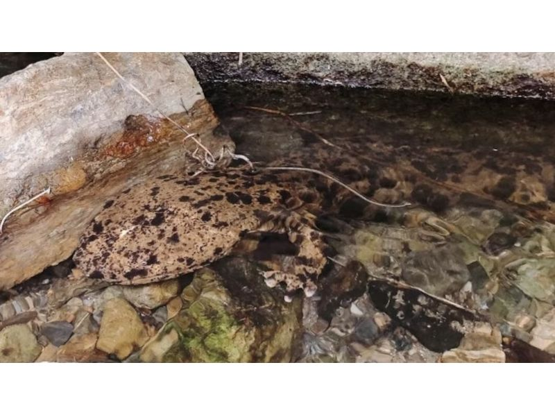 [Kyoto Station] Natural Monuments, Giant Salamander Observation Tour, Search Newts and Swamp Crab