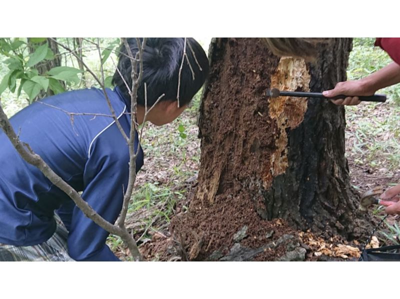 [Chofu, Tokyo] Year-round event * Insects and larvae in rotten wood compost, go to the forest with a hammer and rake @ Machida areaの紹介画像